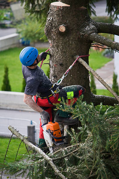 How Our Tree Care Process Works  in  Elmer, NJ